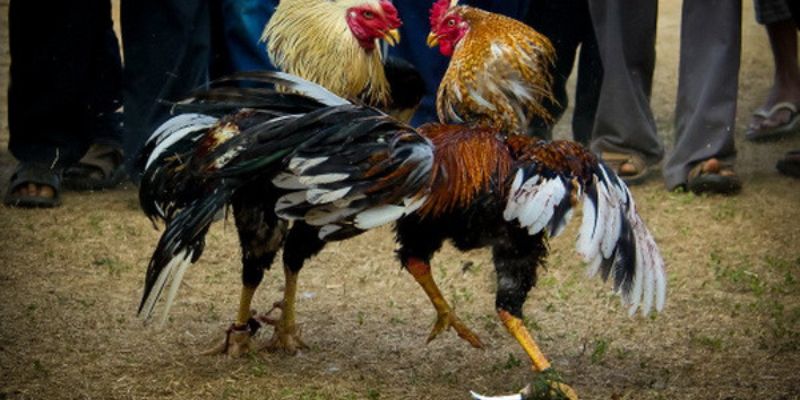 Đá gà SUN88 trải nghiệm đỉnh cao và bí quyết chiến thắng