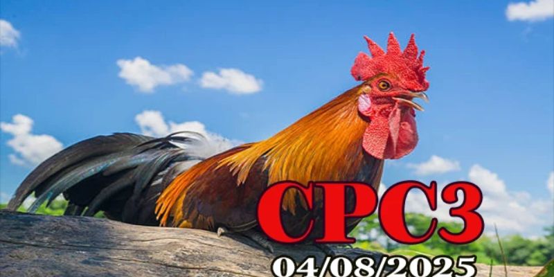 Trực tiếp đá gà cpc3 SUN88 kịch tính chuẩn nhất đấu trường