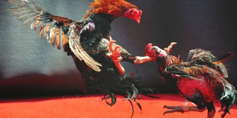 Đá gà SUN88 trải nghiệm đỉnh cao và bí quyết chiến thắng